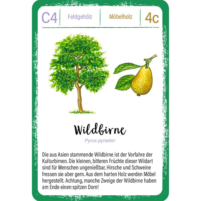 Spielkarte „Wildbirne“: Illustration einer Wildbirne mit Frucht und kurzer Infotext über Herkunft, Nutzung und Dornen.