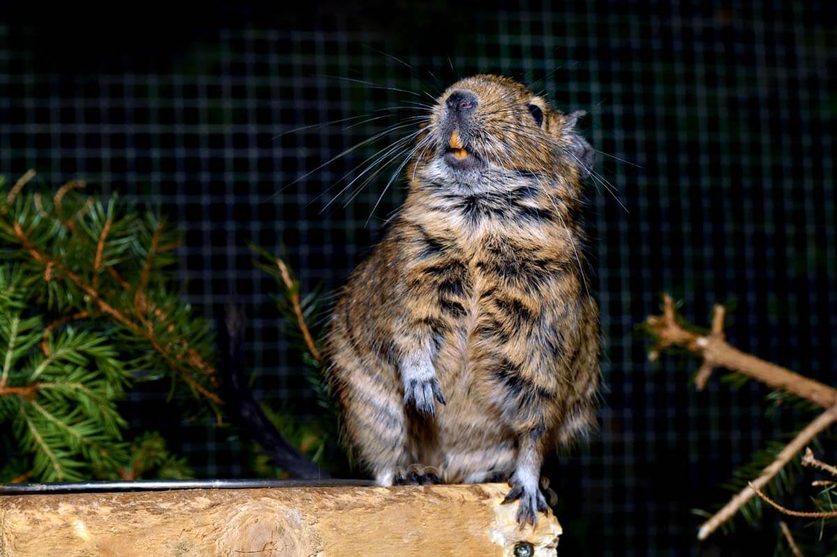 Degu Nagetier im Waldpark