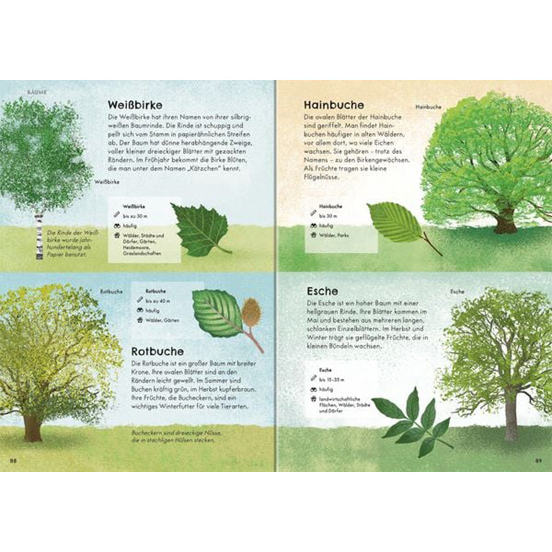 Innenseite – Bäume. Doppelseite mit illustrierten Baumarten wie Weißbirke, Hainbuche, Rotbuche und Esche inklusive Merkmale.