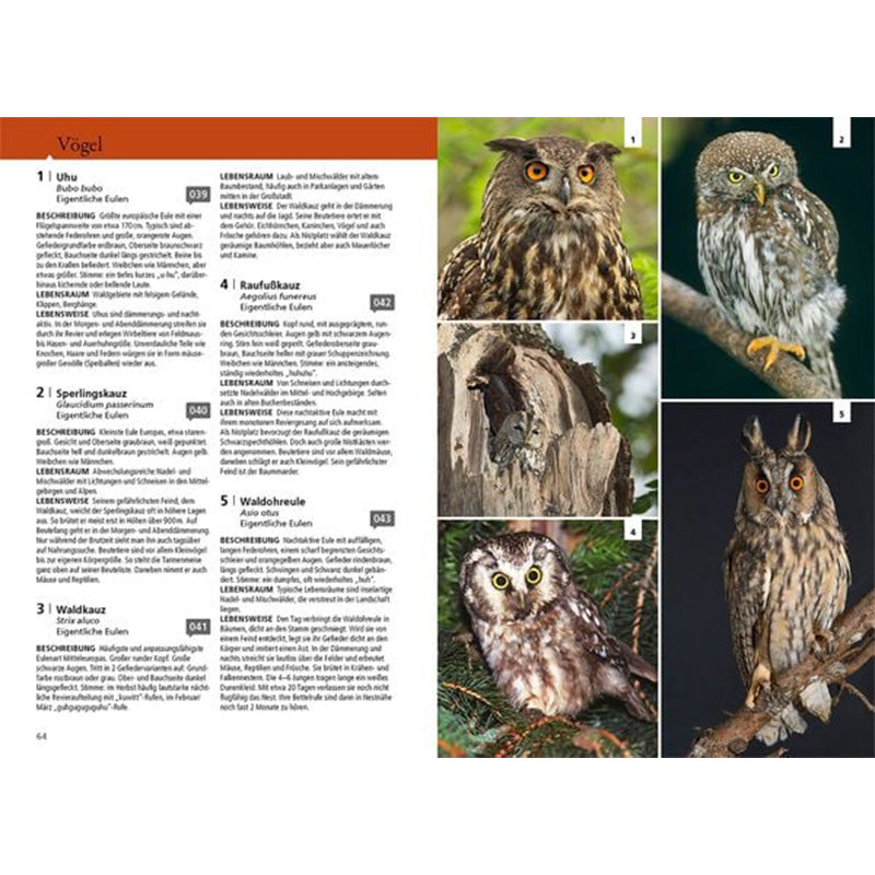 Doppelseite aus einem Tierlexikon über Vögel. Links Text mit Beschreibungen zu verschiedenen Eulenarten: Uhu, Sperlingskauz, Waldkauz, Rauhfußkauz und Waldohreule. Es gibt Infos zu Bestimmung, Lebensraum und Besonderheiten. Rechts mehrere Fotos von Eulen: oben links ein Uhu mit orangefarbenen Augen, daneben ein kleiner Sperlingskauz, darunter ein Rauhfußkauz in einer Baumhöhle, links unten ein Waldkauz und rechts unten eine Waldohreule mit langen Federohren.