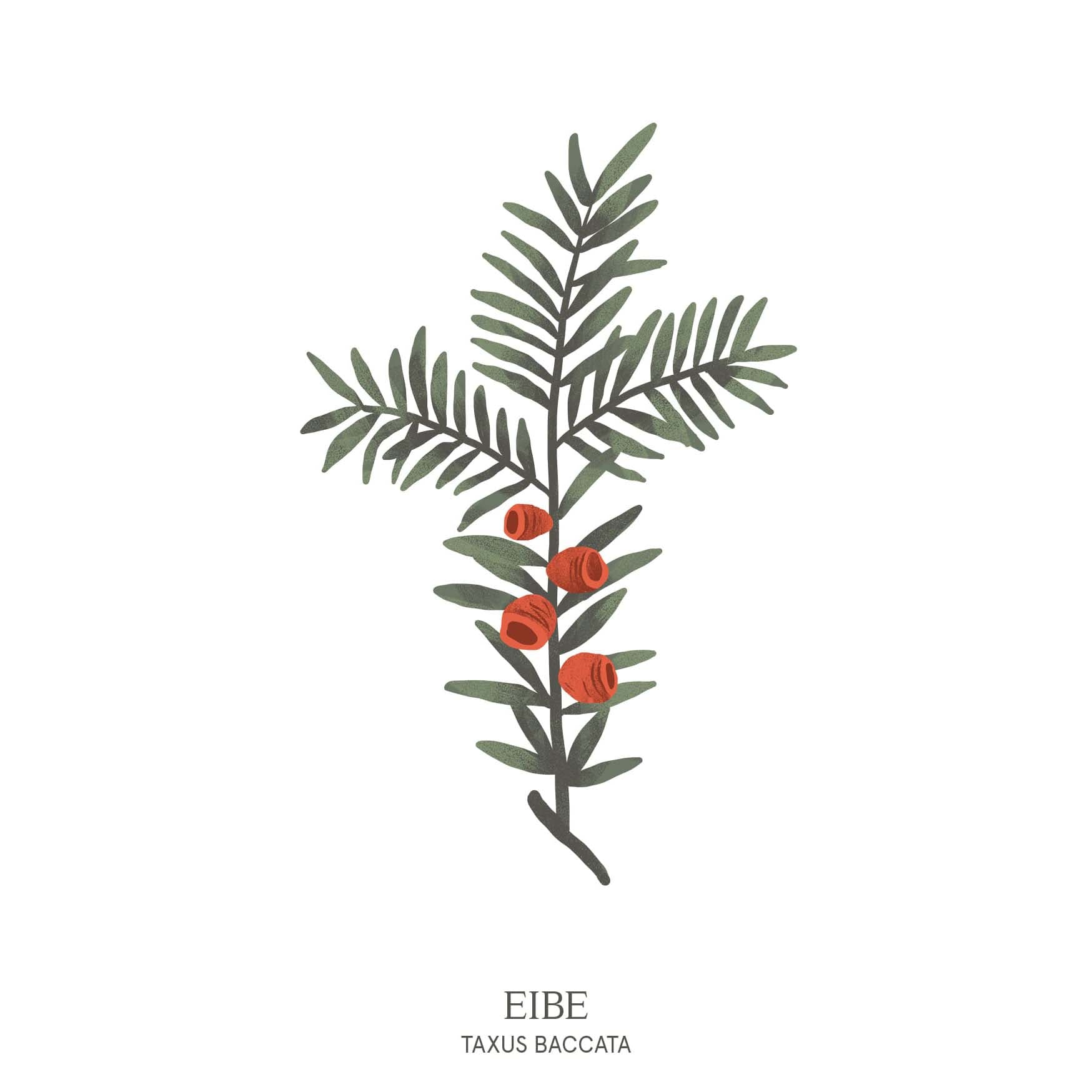 Illustration einer Eibe (Taxus baccata) mit dunkelgrünen Nadeln und roten Früchten – mystischer Baum aus dem Baumhoroskop des Waldparks Hochreiter.