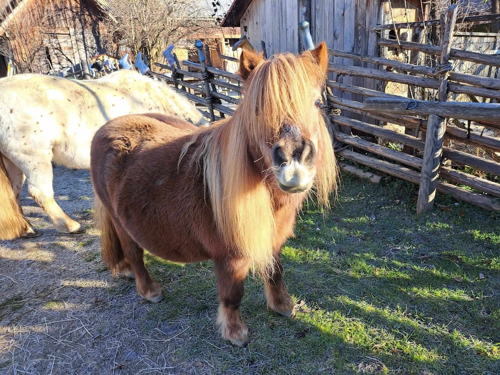Mini Pony Linda - Waldpark Hochreiter