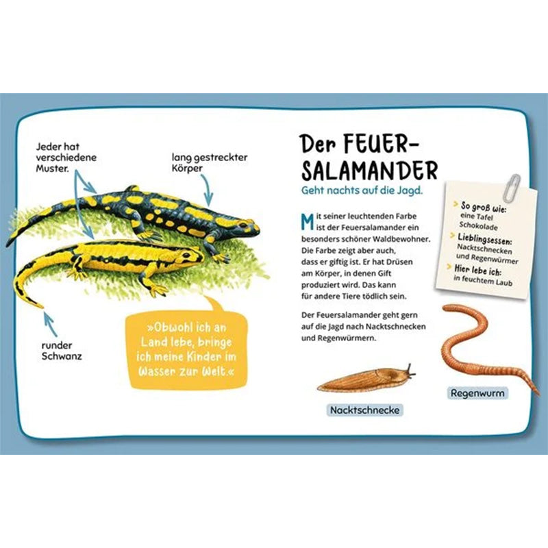 Illustrationen von zwei Feuersalamandern, einer Nacktschnecke und einem Regenwurm mit begleitendem Text.