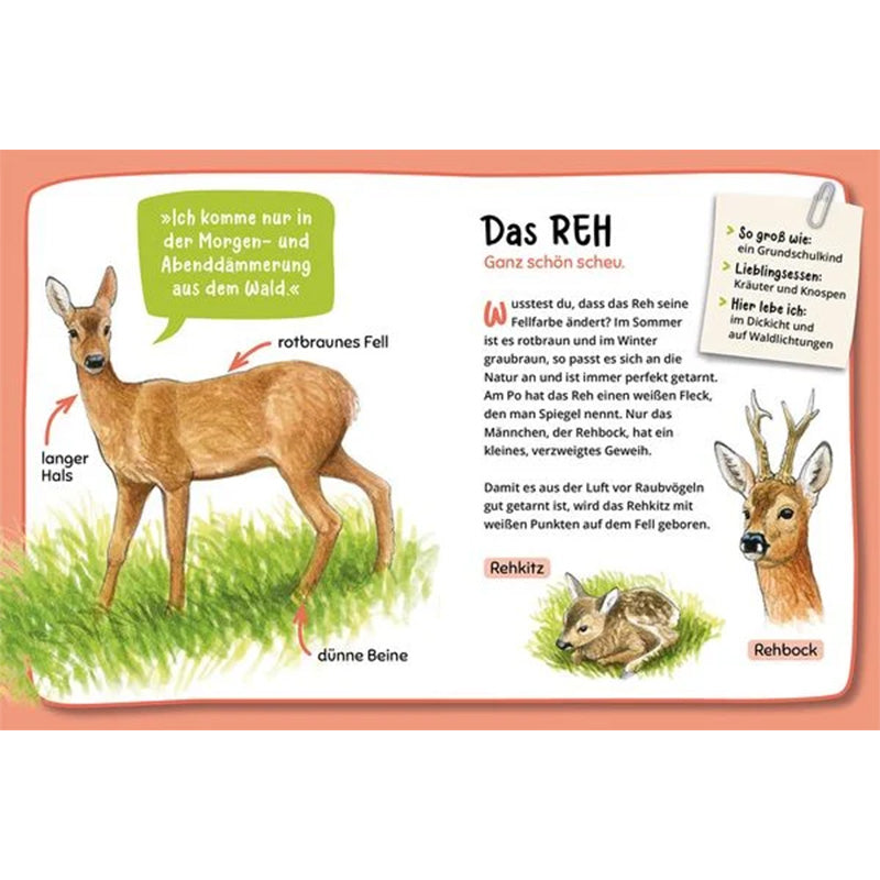 Illustrationen von einem Reh, einem Rehkitz und einem Rehbock mit erklärendem Text.