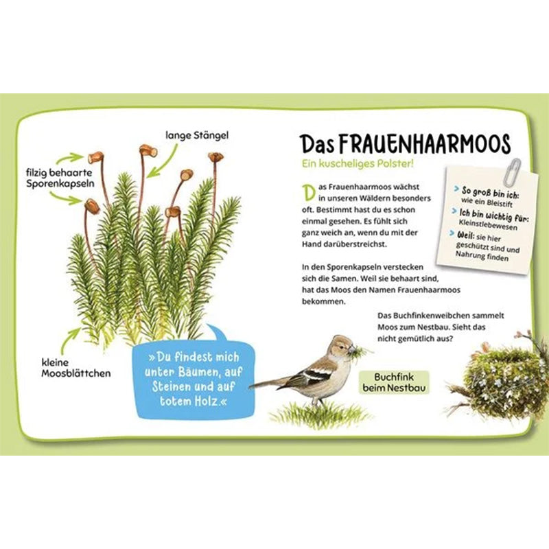 Illustration von Frauenhaar-Moos mit Sporenkapseln, dazu ein Buchfink beim Nestbau.