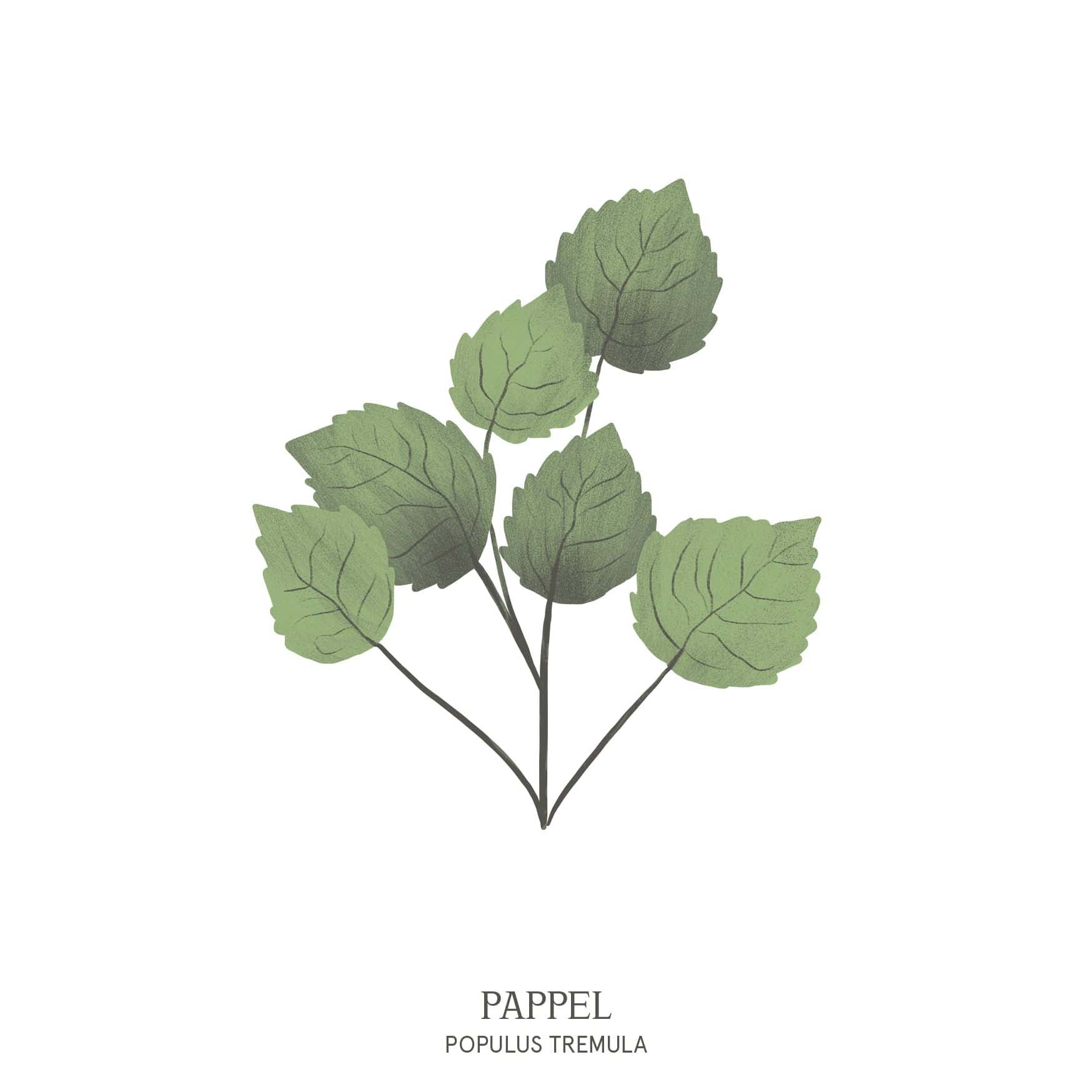 Illustration einer Pappel (Populus) mit hohem, schlankem Wuchs – Symbol für Beweglichkeit im Baumhoroskop des Waldparks Hochreiter.