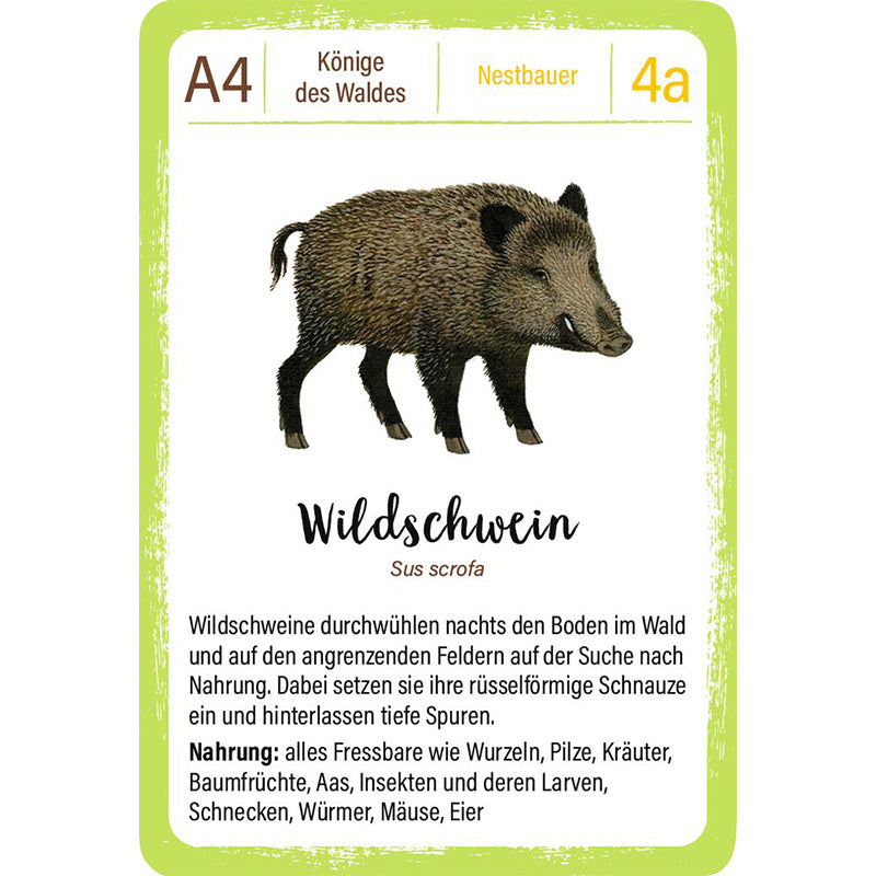 Spielkarte „Wildschwein“ mit Illustration, wissenschaftlichem Namen und Infos zu Lebensweise und Nahrung.