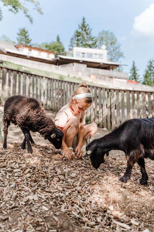 Streichelzoo Schaf und Ziege