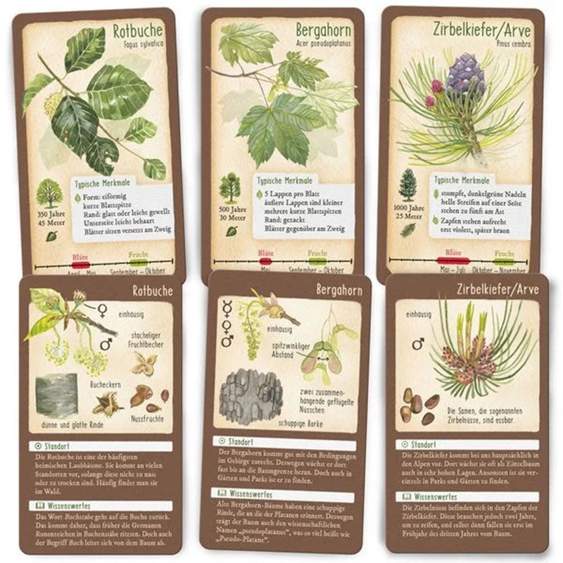 Mehrere Baumkarten mit detailreichen Illustrationen von Rotbuche, Bergahorn und Zirbelkiefer samt Merkmalen und Infos.