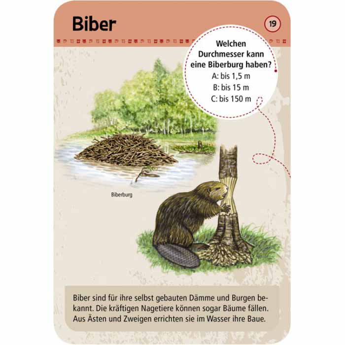 Vorderseite der Entdeckerkarte Biber aus dem Spiel 50 Tierspuren