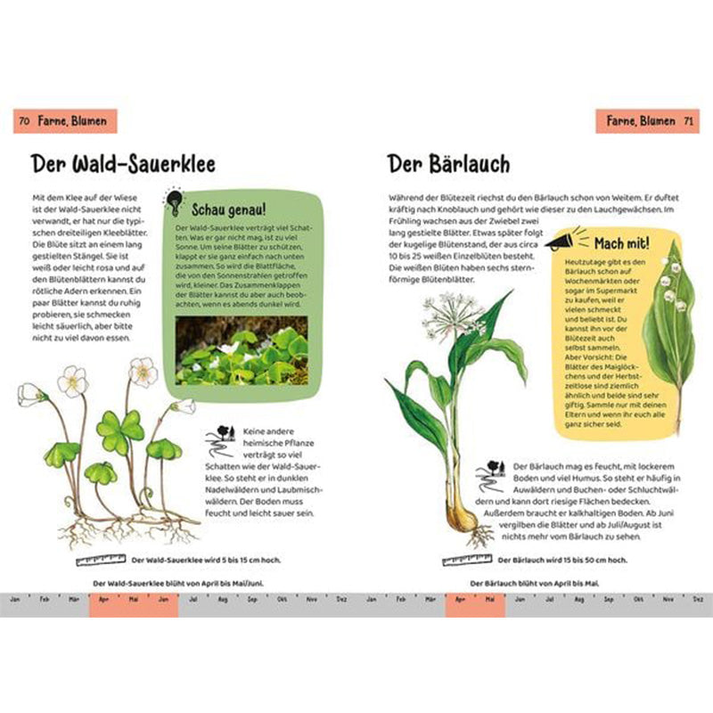 Buchseiten mit Illustrationen und Text zu Wald-Sauerklee und Bärlauch, botanische Zeichnungen der Pflanzen mit Blüten und Wurzeln, Infoboxen mit zusätzlichen Informationen.