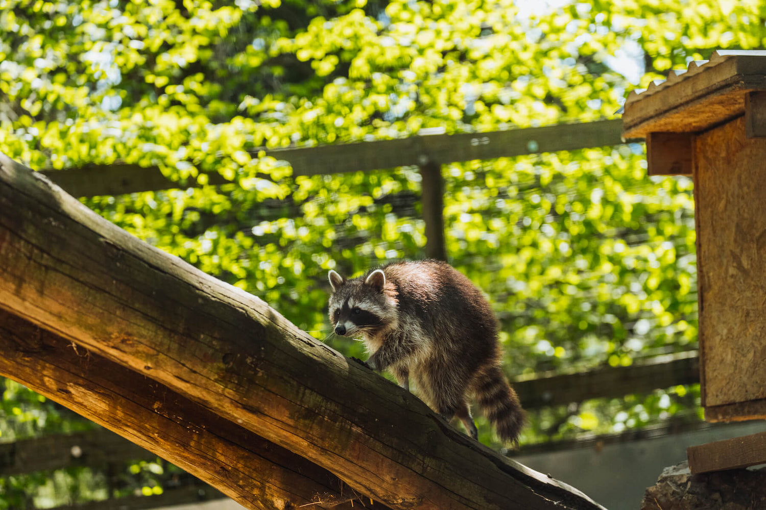 Waschbär in schönem Gehege