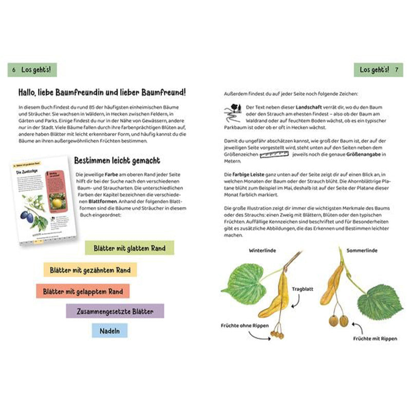 Buchinnenseite – Erklärung zum Bestimmen von Blättern und Baummerkmalen.