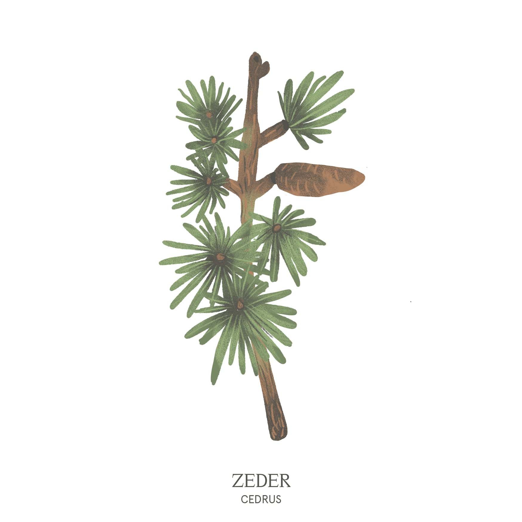 Illustration einer Zeder (Cedrus) mit majestätischem Wuchs und dichten Nadeln – kraftvolles Baumhoroskop-Motiv des Waldparks Hochreiter.
