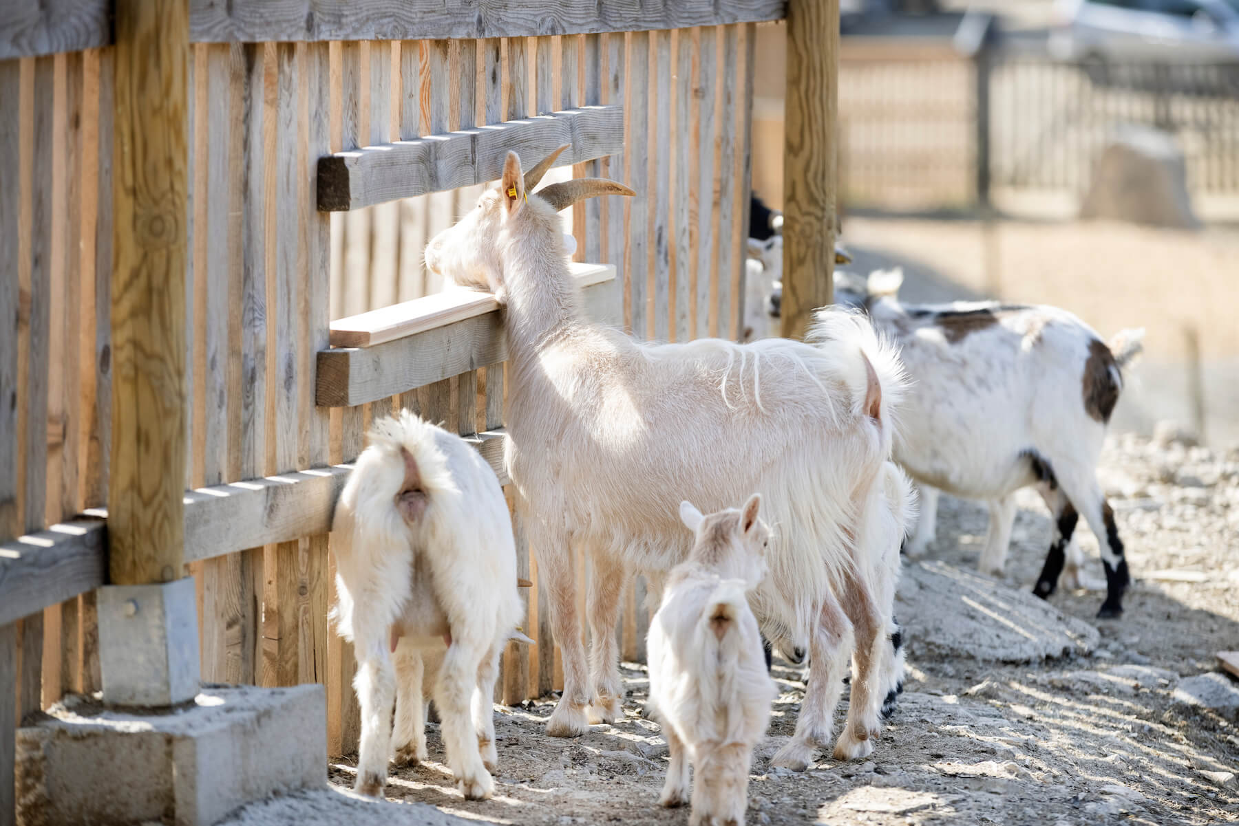 Ziegenfamilie weiß im Waldpark