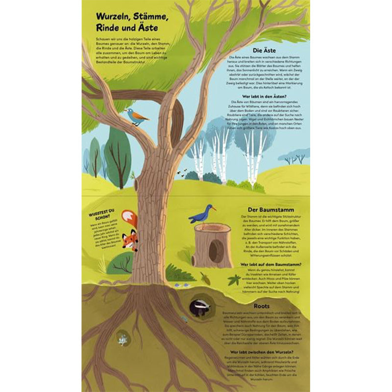 Buchseite – Querschnitt eines Baumes mit Wurzeln, Stamm, Rinde und Ästen.