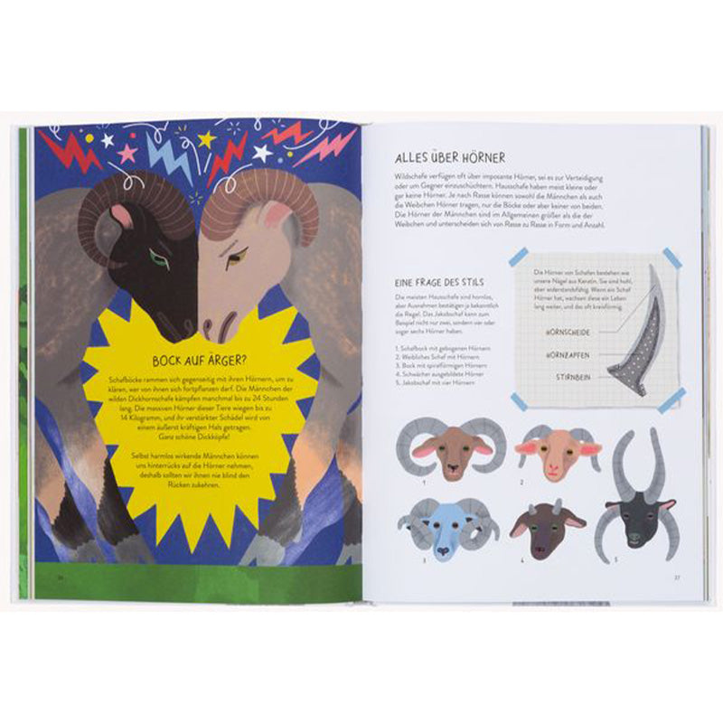 Buchseite – zwei Widder stoßen mit Hörnern zusammen, Infoseite über Schafshörner.