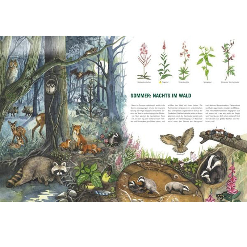Buchseite „Sommer – Nachts im Wald“ mit nachtaktiven Tieren wie Eulen, Füchsen und Waschbär.