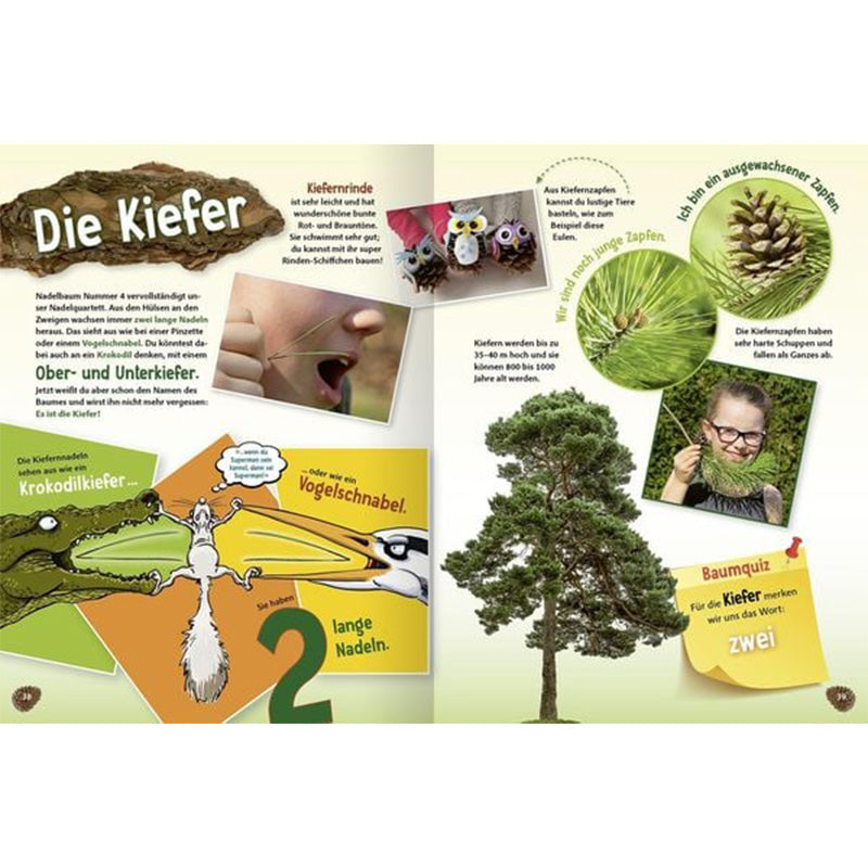 Buchseite „Die Kiefer“ mit Fotos, Zapfen, Nadeln und Baumquiz.