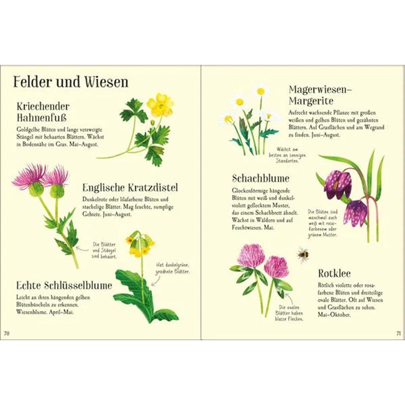 Buchseiten – Pflanzen „Felder und Wiesen“ mit gezeichneten Arten wie Hahnenfuß, Kratzdistel, Schlüsselblume, Margerite, Schachblume und Rotklee.