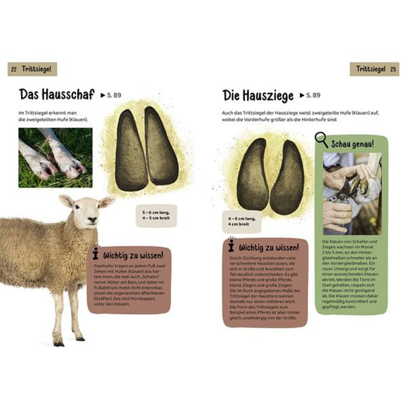 Innenseite über Trittsiegel von Hausschaf und Hausziege mit Bildern der Hufe und kurzen Tierinformationen.