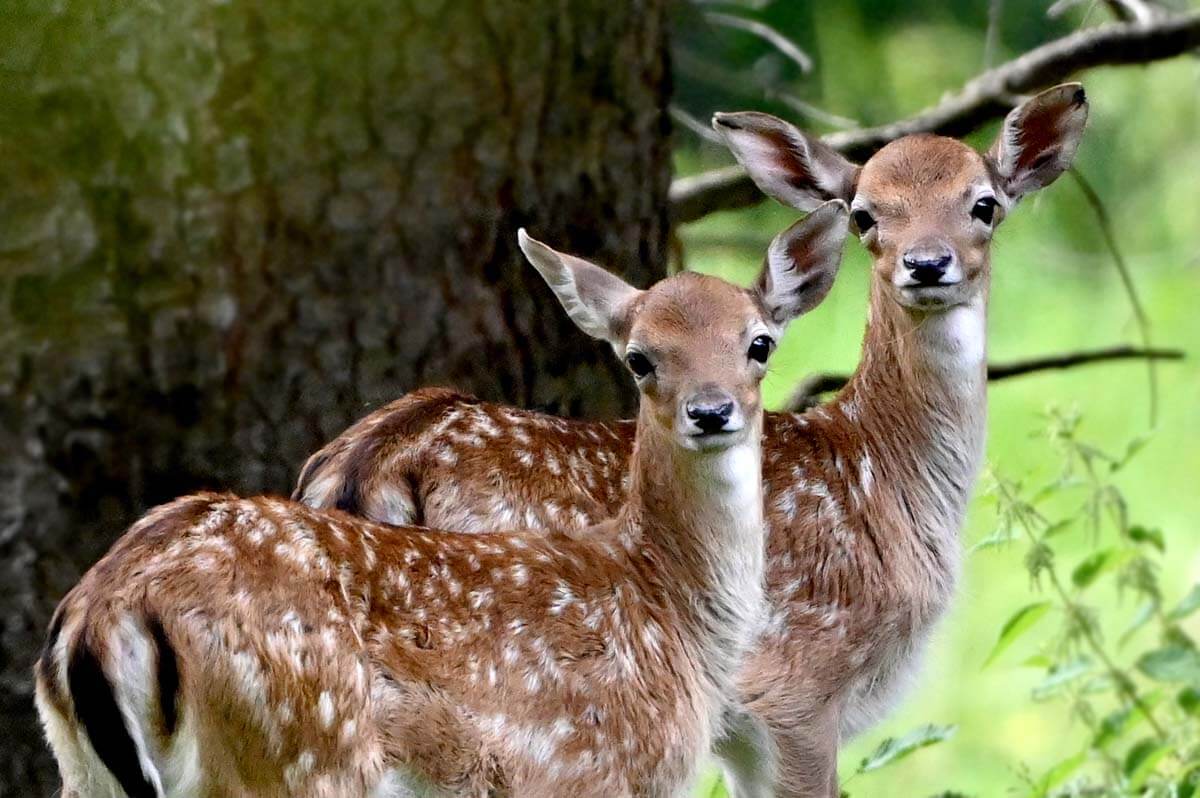 Rehkitze schauen - Waldpark Hochreiter