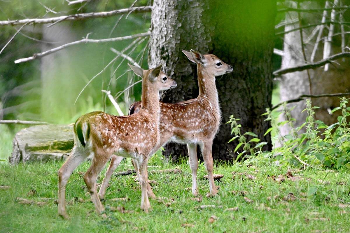 Rehkitze von der Seite
