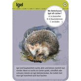 Illustrierte Quizkarte mit Igel, Quizfrage „Wo hinterlassen Igel oft Löcher?“.