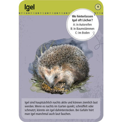 Illustrierte Quizkarte mit Igel, Quizfrage „Wo hinterlassen Igel oft Löcher?“.
