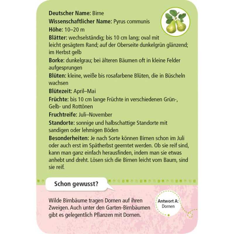 Karte Birne Rückseite: Detaillierte Informationen zur Birne (Pyrus communis) mit Text zu Blättern, Borke, Blüten, Früchten, Standorten und Besonderheiten.