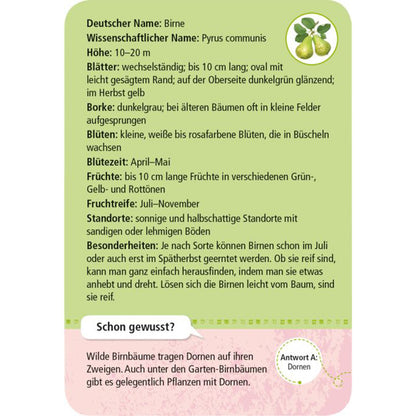 Karte Birne Rückseite: Detaillierte Informationen zur Birne (Pyrus communis) mit Text zu Blättern, Borke, Blüten, Früchten, Standorten und Besonderheiten.