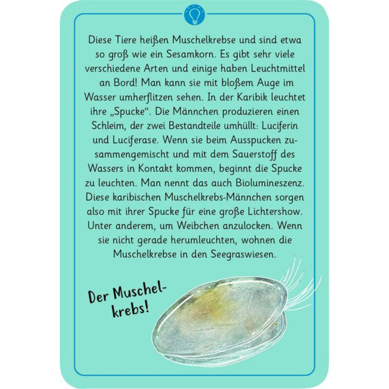 Karte mit Illustration eines Muschelkrebses, Text erklärt Biolumineszenz und „Spucke“-Leuchten der Männchen.