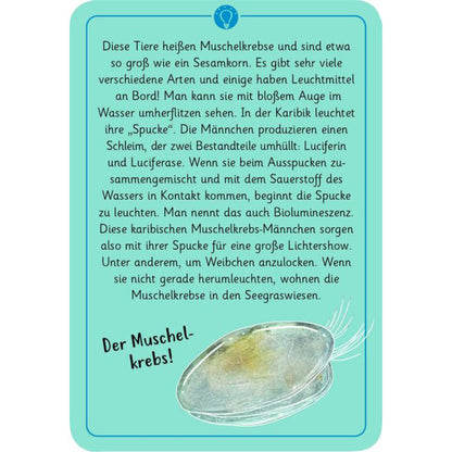 Karte mit Illustration eines Muschelkrebses, Text erklärt Biolumineszenz und „Spucke“-Leuchten der Männchen.