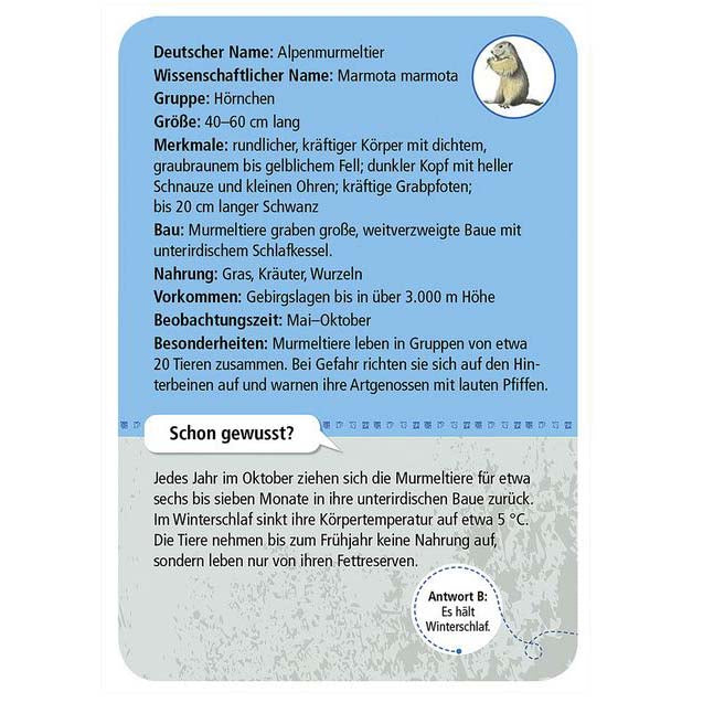Kartenauswahl Alpenmurmeltier aus Kartenset, zeigt Rückseite der Infokarte Alpenmurmeltier mit Steckbrief des Tieres