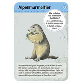 Kartenauswahl Alpenmurmeltier und Kartenset zeigt Murmeltier und Textinfo dazu