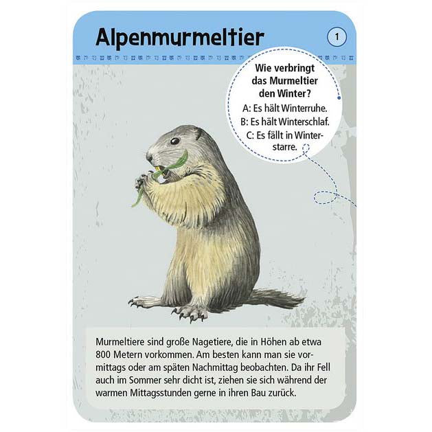 Kartenauswahl Alpenmurmeltier und Kartenset zeigt Murmeltier und Textinfo dazu