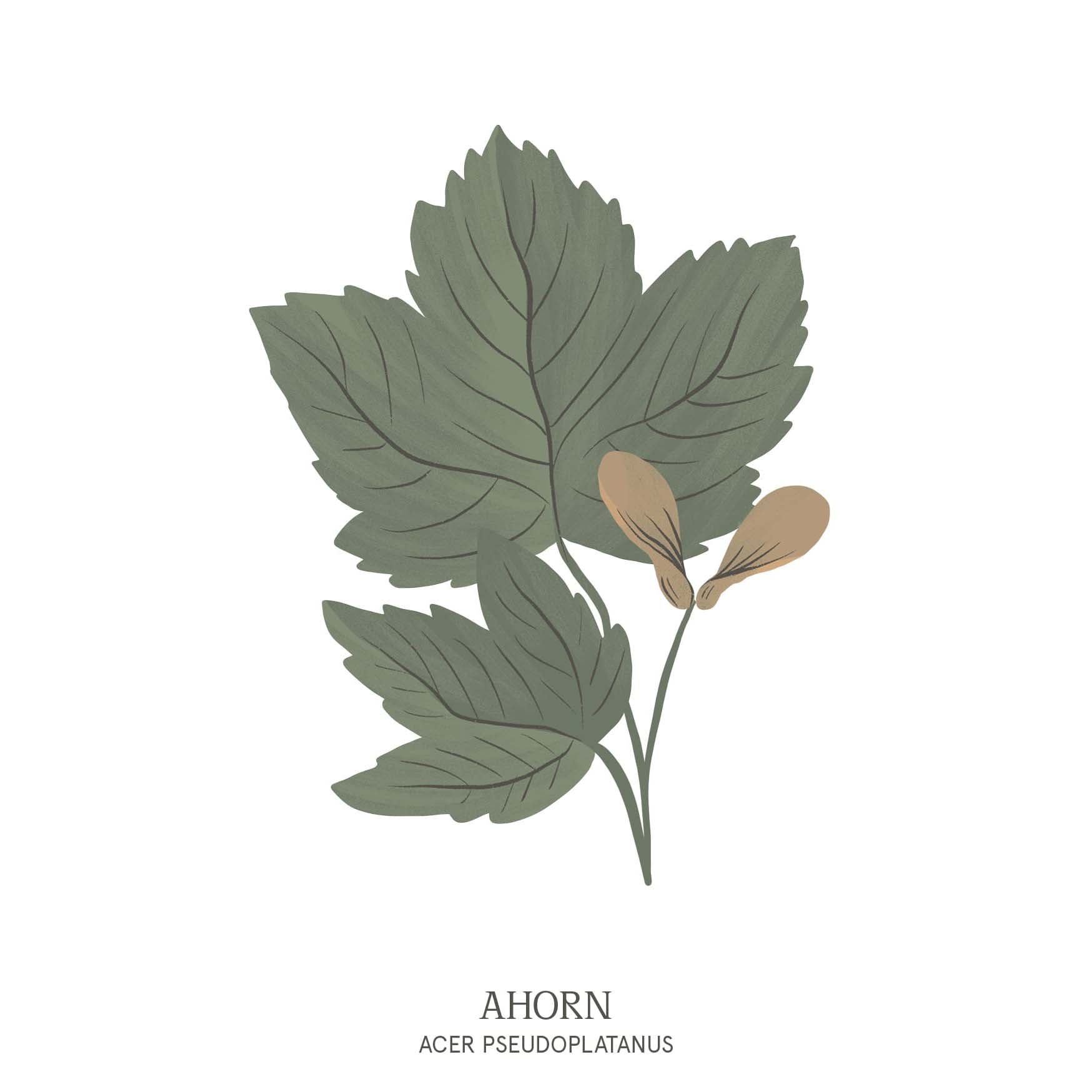 Illustration eines Ahornbaums (Acer pseudoplatanus) mit ausladender Krone und markanten, gelappten Blättern – Teil des Baumhoroskops im Waldpark Hochreiter.