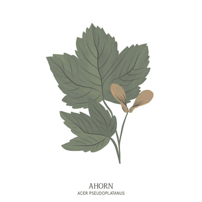 Illustration eines Ahornbaums (Acer pseudoplatanus) mit ausladender Krone und markanten, gelappten Blättern – Teil des Baumhoroskops im Waldpark Hochreiter.