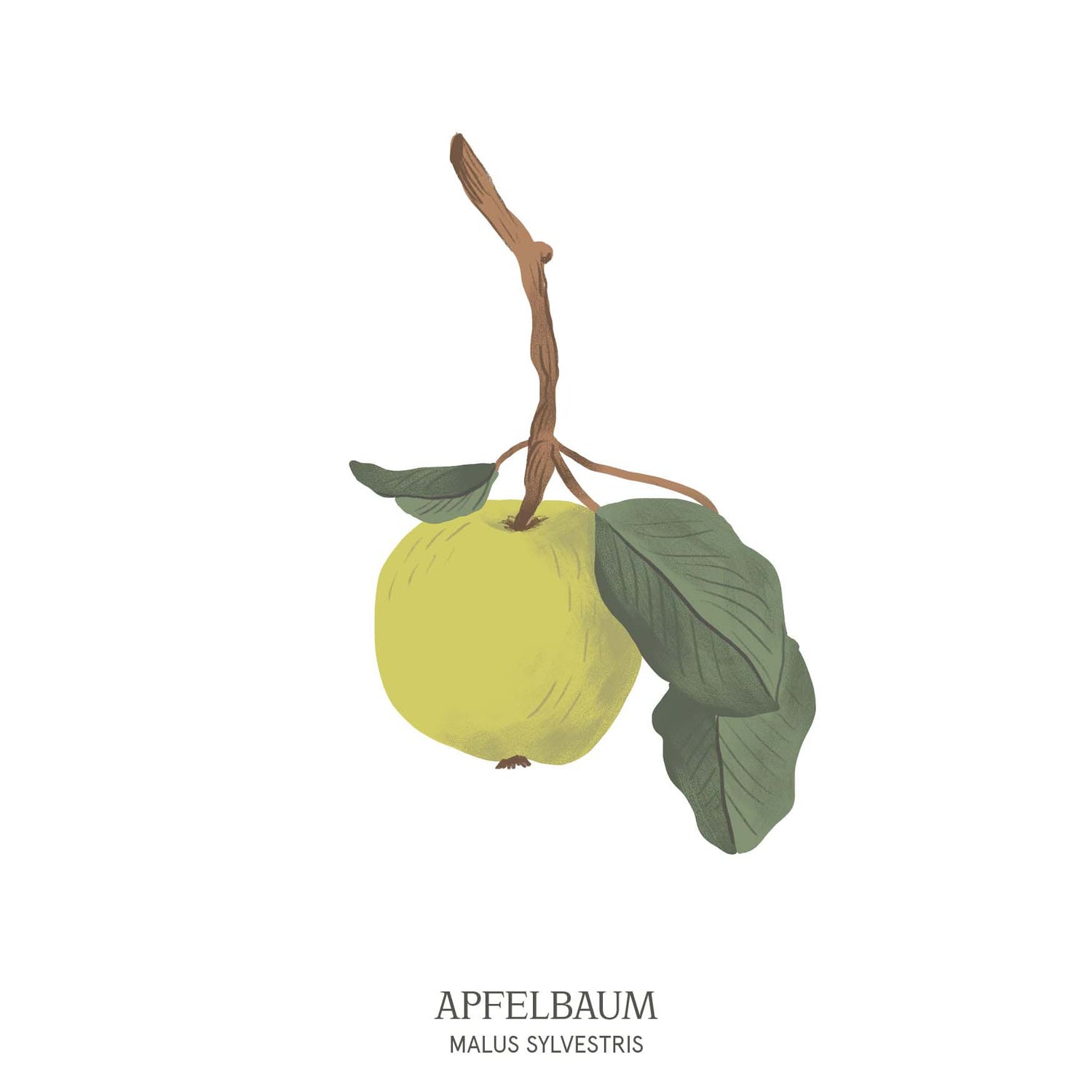 Illustration eines Apfelbaums (Malus domestica) mit runden Früchten und dichter Blätterkrone – Symbol für Lebensfreude im Baumhoroskop des Waldparks Hochreiter.