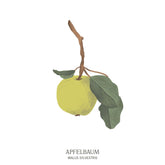 Illustration eines Apfelbaums (Malus domestica) mit runden Früchten und dichter Blätterkrone – Symbol für Lebensfreude im Baumhoroskop des Waldparks Hochreiter.