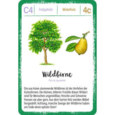 Spielkarte „Wildbirne“: Illustration einer Wildbirne mit Frucht und kurzer Infotext über Herkunft, Nutzung und Dornen.