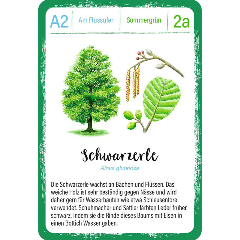 Spielkarte „Schwarzerle“: Illustration einer Schwarzerle mit Blättern und Blütenkätzchen, Info über Holz und frühere Nutzung.