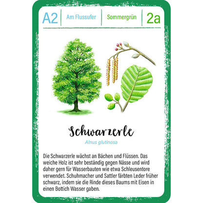 Spielkarte „Schwarzerle“: Illustration einer Schwarzerle mit Blättern und Blütenkätzchen, Info über Holz und frühere Nutzung.