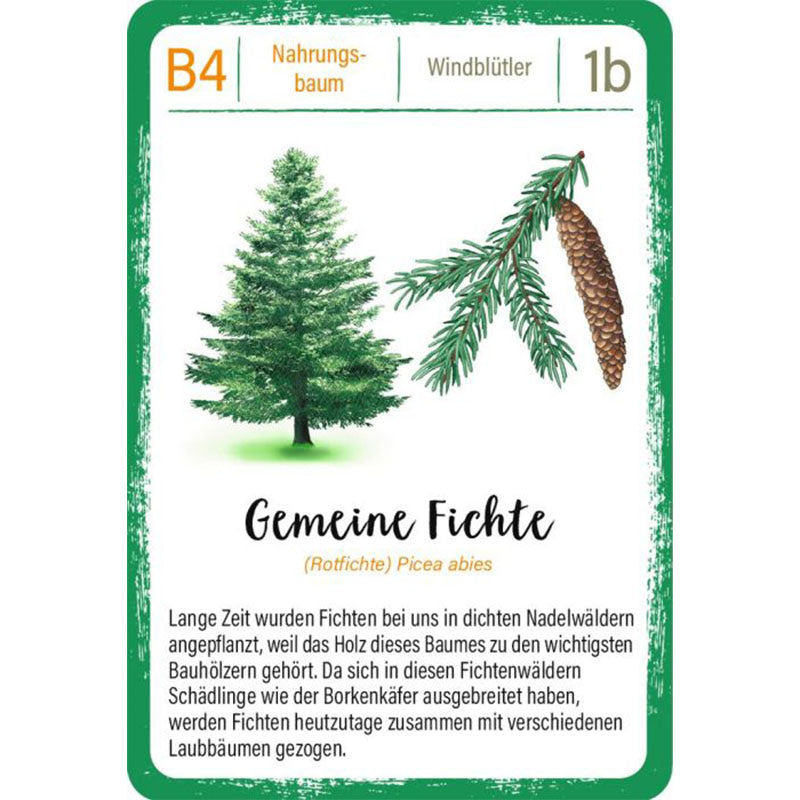 Spielkarte „Gemeine Fichte“: Illustration einer Fichte mit Zapfen, Text über Bedeutung als Bauholz und Probleme mit Borkenkäfern.