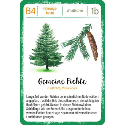 Spielkarte „Gemeine Fichte“: Illustration einer Fichte mit Zapfen, Text über Bedeutung als Bauholz und Probleme mit Borkenkäfern.