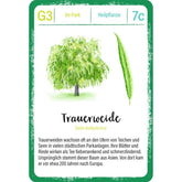 Spielkarte „Trauerweide“: Illustration einer Trauerweide mit langem Blatt, Infos über Heilwirkung und Herkunft aus Asien.