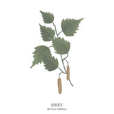 Zarte Illustration einer Birke (Betula verrucosa) mit filigranen Zweigen – Baumhoroskop-Motiv des Waldparks Hochreiter.