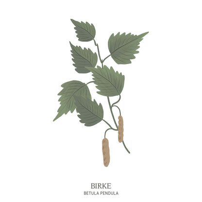 Zarte Illustration einer Birke (Betula verrucosa) mit filigranen Zweigen – Baumhoroskop-Motiv des Waldparks Hochreiter.