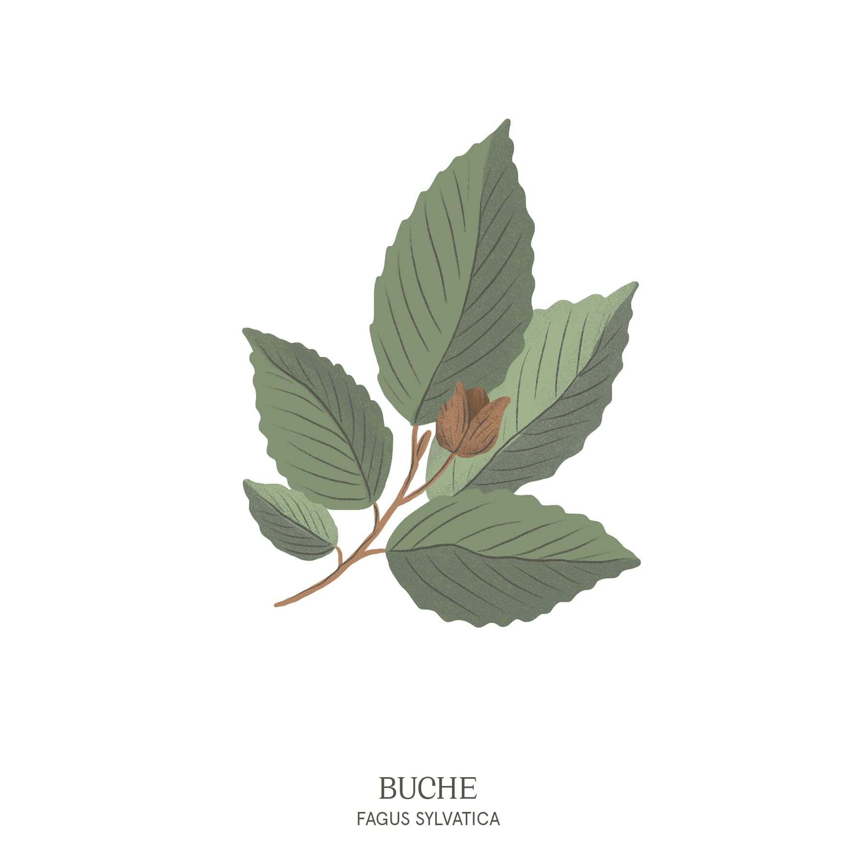 Detailreiche Illustration einer Buche (Fagus) mit dichten, grünen Blättern – Baumhoroskop des Waldparks Hochreiter.