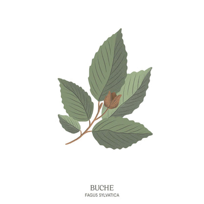 Detailreiche Illustration einer Buche (Fagus) mit dichten, grünen Blättern – Baumhoroskop des Waldparks Hochreiter.